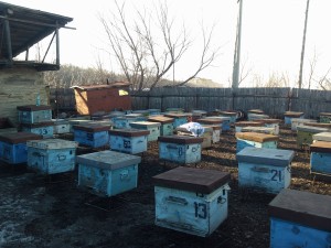 Пчелы после зимовки  